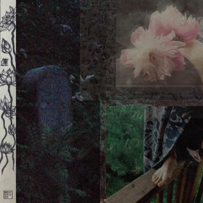 album image лотосы лотосы