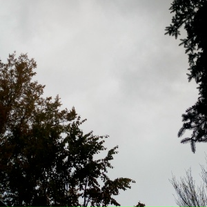 чичако - Люди завидуют птицам